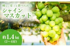 シャインマスカット 約 1.4kg ２～4房 長野 ぶどう 種なし 皮ごと 産地直送 フルーツ 果物 デザート おやつ マスカット ブドウ 葡萄 秋 旬 旬の果物 旬のフルーツ 信州 信州産 長野県 長野県産 2025 2025年 [№5659-1116]