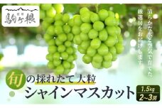 【特選房】シャインマスカット 約 1.5kg 2～3房 長野 特選 大粒 ぶどう 種なし 皮ごと 産地直送 フルーツ 果物 デザート おやつ マスカット 葡萄 秋 旬 旬の果物 旬のフルーツ 信州 信州産 長野県 長野県産 2025 2025年 [№5659-1117]