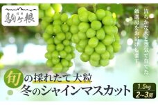 【特選房】冬のシャインマスカット 約 1.5kg 2～3房 長野 特選 大粒 ぶどう 種なし 皮ごと 産地直送 フルーツ 果物 贈答 ギフト マスカット 信州 信州産 長野県 2025 2025年 [№5659-1119]