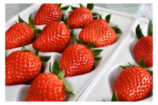 南信州産「いちご 」(300g×4パック)　【たかずやファーム】[№5659-1182]