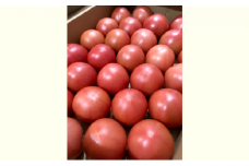 長野県産「山のトマト」4kg箱入り ( 野菜 トマト 大玉トマト 夏野菜 )[№5659-1389]
