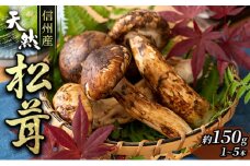 信州産「天然松茸」（約150g/1～6本） きのこ 秋の味覚 高級食材 国産松茸 日本産松茸 高級品種 信州伊那谷産 採れたて 直送 希少価値 [№5659-1467]