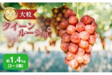 ぶどう 長野 クイーンルージュ 約 1.4kg 2～3房 特選 大粒 種なし 皮ごと 産地直送 フルーツ 果物 デザート おやつ シャインマスカット 葡萄 秋 旬 旬の果物 旬のフルーツ 信州 信州産 長野県 2025 2025年 [№5659-1563]