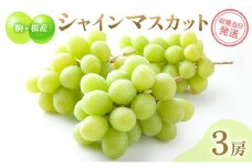 駒ヶ根産シャインマスカット3房 ブドウ ぶどう 葡萄 果物 フルーツ 季節限定 産地直送 産直 駒ヶ根市[№5659-1641]