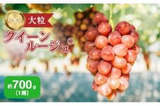 ぶどう クイーンルージュ 約700g（1房）果物 フルーツ デザート 信州 長野 駒ケ根市[№5659-1661]