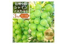 長野県中野市産ぶどう・シャインマスカット秀品 3kg箱 4～7房入り_ ブドウ ぶどう 葡萄 フルーツ 果物 くだもの 甘い シャイン マスカット 3kg 人気 秀品 種なし 長野県 信州 中野市 産直 ギフト 贈り物 プレゼント 贈答 【1494261】