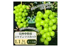 ＜先行受付＞信州中野産 シャインマスカット 1.1kg以上(2～3房)【1494233】
