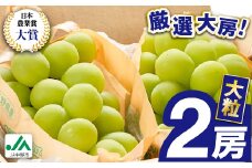 2025年先行予約　9月上旬～10月下旬発送JA中野市大粒 大房シャインマスカット2房1.3kg以上_ シャインマスカット 長野県 2024 4L 贈答用 ギフト ふるさと ぶどう 葡萄 ブドウ フルーツ 果物 ＜配送不可地域：離島＞【1459211】