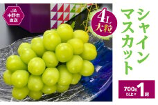 7月下旬～8月上旬発送　JA中野市ぶどう部会産地直送ハウス栽培4L大粒真夏のシャインマスカット【1478468】