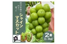 シャインマスカット　2房セット(1.2kg)_ シャインマスカット 葡萄 ぶどう ブドウ フルーツ 果物 ふるーつ くだもの 国産 旬 ギフト ジューシー 甘い プレゼント 贈り物 送料無料 数量限定 産地直送 種なし 【1492854】