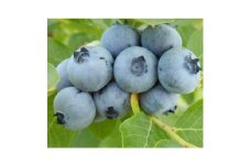 信州　中野市産ブルーベリー100g 12パック入り【1494242】