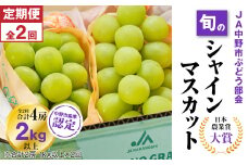 ＜発送月固定定期便＞JA中野市から直送　シャインマスカット約1kg以上 全2回_ マスカット ぶどう ブドウ 葡萄 フルーツ 果物 くだもの 人気 美味しい ふるさと 長野県 中野市 【4007372】