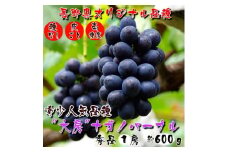 厳選!濃厚大房ナガノパープル　秀品　1房(約600g)_ ぶどう ブドウ 葡萄 フルーツ くだもの 種無し 種なし 果物 人気 美味しい ふるさと 長野県 中野市 【1234909】