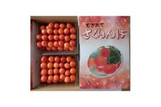 長野県中野市産さくらんぼ紅秀峰　1kg化粧箱【1291913】