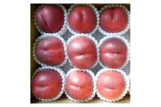 長野県中野市産スイートネクタリン　2kg(7～12玉)【1295094】