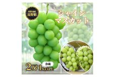 長野県中野市産　冬でも食べれる　シャインマスカット2房(1.0kg以上)_ ぶどう 葡萄 ブドウ シャインマスカット フルーツ 果物 ふるーつ くだもの 国産 旬 産直 長野 人気 品種 送料無料 産地直送 甘い 贈答 ギフト 冷蔵 【1331129】