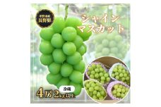 長野県中野市産　冬でも食べれる　シャインマスカット4房(2.0kg以上)_ マスカット ぶどう ブドウ 葡萄 フルーツ 果物 くだもの 人気 美味しい ふるさと 中野市 ギフト プレゼント 贈り物 ＜配送不可地域：離島＞【1331158】