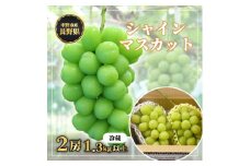 長野県中野市産　冬でも食べれる　シャインマスカット2房(1.3kg以上)_ ぶどう 葡萄 ブドウ シャインマスカット フルーツ 果物 ふるーつ くだもの 国産 旬 産直 長野 人気 品種 送料無料 産地直送 甘い 贈答 ギフト 冷蔵 【1331174】