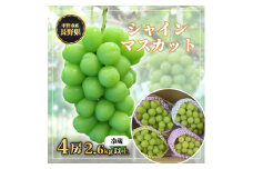 長野県中野市産　冬でも食べれる　シャインマスカット4房(2.6kg以上)_ マスカット ぶどう ブドウ 葡萄 フルーツ 果物 くだもの 人気 美味しい ふるさと 中野市 ギフト プレゼント 贈り物 ＜配送不可地域：離島＞【1331183】