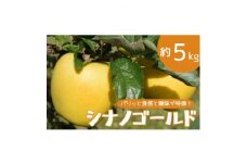 りんご シナノゴールド 約5kg【1504881】
