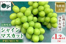 「産地より信州中野の旬をお届け」 シャインマスカット　PREMIUM　約1.2kg　【1311086】