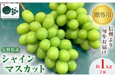「産地より信州中野の旬をお届け」 シャインマスカット　贈答用　約1kg　【1311083】