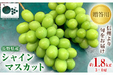 「産地より信州中野の旬をお届け」 シャインマスカット　贈答用　約1.8kg　【1311089】