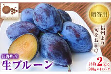 「産地より信州中野の旬をお届け♪」 高丘フルーツの長野県産「生プルーン」贈答用　約2Kg【1407599】