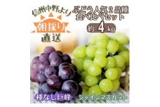 ＜信州中野から朝採りをお届け!＞ぶどう人気2品種食べ比べセット(約4kg)【1508607】