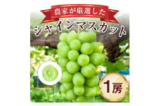 農家が厳選したシャインマスカット1房入り_ シャインマスカット 葡萄 ぶどう ブドウ 650g 以上 フルーツ 果物 ふるーつ くだもの 国産 旬 ギフト ジューシー 甘い プレゼント 贈り物 送料無料 数量限定 【1236690】