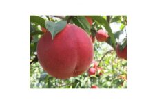 ＜数量限定!＞ワッサー 贈答用 約2.8kg(5-14玉) 中野市産 8月上旬頃発送予定【1412806】