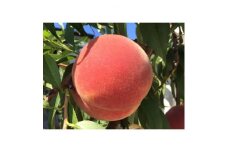 ＜数量限定!＞白桃 訳あり 約2.8kg(5-14玉) 8月上旬以降順次発送予定【1509632】