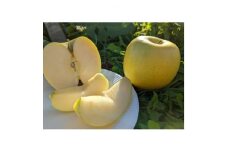 ＜2024年産受付開始!数量限定＞シナノゴールド 訳あり 約2.5kg 7-14玉 中野市産【1414208】