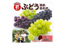〈2025年先行受付〉訳あり ぶどう 房 2種以上 食べ比べ2パック(計800g以上) 信州丸幸農園_ シャインマスカット ぶどう ブドウ 葡萄 訳あり 食べ比べ 2種以上 詰め合わせ 果物 くだもの フルーツ 家庭用 送料無料 【1525235】