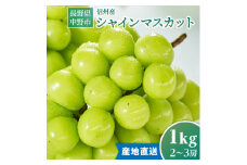 2025年発送　＜信州産＞シャインマスカット1kg_ 長野県 フルーツ 果物 旬 ギフト プレゼント 贈り物 送料無料 【1246230】