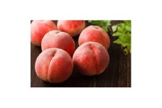 ＜2025年発送＞フルーツ王国　長野県産　北信州　桃　なつっこ　約1.5kg(4～7玉)_ 桃 もも 果物 フルーツ くだもの なつっこ 贈答 ギフト プレゼント 信州 長野 送料無料 人気 産地直送 おすすめ 【1530554】