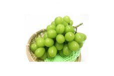 長野県産　北信州　シャインマスカット　産地直送　ハウスもの　10kg(12～17房)【1534999】