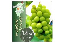 産地直送!信州中野市産シャインマスカット 1.4kg以上(2～4房)【1534768】
