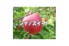 シャキッ!甘～い!シナノスイート 約5kg【1536024】