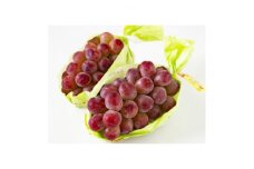 ＜2025年先行受付＞長野限定　信州産　産地直送　クイーンルージュ(赤ぶどう)　約2kg(2～5房)_ ぶどう 葡萄 桃 クイーンルージュ 果物 くだもの フルーツ 長野 産地直送 人気 おすすめ 送料無料 お取り寄せ 赤ブドウ 【1541972】