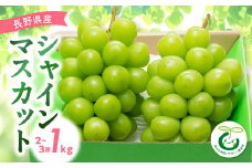＜2025年先行受付＞シャインマスカット 1kg(2～3房)_ シャインマスカット ぶどう ブドウ マスカット 葡萄 長野県 1kg 甘い 種なし 果物 くだもの フルーツ デザート 国産 産地直送 産直 贈答 ギフト プレゼント 贈り物 【1543045】