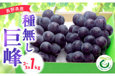 ＜2025年先行受付＞信州種無し巨峰 1kg(2～3房)_ 巨峰 ぶどう ブドウ 葡萄 長野県 信州 1kg 種なし 甘い 果物 くだもの フルーツ デザート 国産 産地直送 産直 贈答 ギフト プレゼント 贈り物 送料無料 ＜配送不可地域：離島＞【1543061】