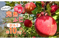 〈信州中野まつじるし農園〉やんちゃな訳あり完熟ふじ 約10kg_ りんご ふじ サンふじ リンゴ 林檎 甘い 完熟 訳あり わけあり 信州 長野県 産地直送 不揃い 傷 家庭用 自宅用 10kg 秋 冬 くだもの 果物 果実 フルーツ デザート おやつ 送料無料 【1204841】