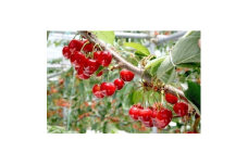 ＜2026年発送＞　信州中野産　さくらんぼ　紅秀峰　約1.2kg(約100g×12パック)【1569964】