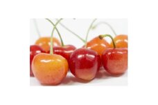 ＜2026年発送＞フルーツ王国　信州中野産　さくらんぼ　高砂　約1.2kg(約100g×12パック)【1570414】