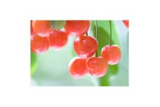 ＜2026年発送＞　信州中野産　さくらんぼ　佐藤錦　約2.4kg(約100g×24パック)【1570438】