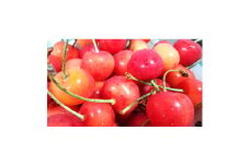 ＜2026年発送＞北信州のさくらんぼ 約2kg(約200g×10パック)品種おまかせ　贈答にも【1575830】