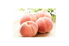 ＜2025年発送＞フルーツ王国　長野県信州直送　白桃　約1.5kg(3～7玉)【1576251】