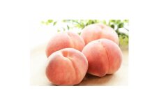 ＜2025年発送＞フルーツ王国　長野県信州直送　白桃　約8kg(18～27玉)【1576261】