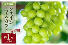 家庭用＜2025年先行受付＞フルーツ王国信州産地直送　シャインマスカット　約1kg(1～3房)_ シャインマスカット ぶどう 葡萄 果物 くだもの フルーツ 人気 おすすめ 送料無料 産地直送 家庭用 長野 信州 【1576723】